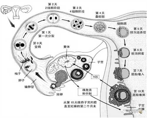 珠海微信找代孕，珠海多囊卵巢可以治愈吗，6招