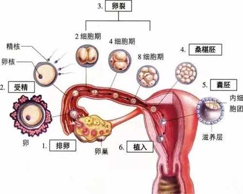 上海代孕-上海找代孕机构-上海做代孕哪些医院