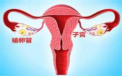 辽宁私立供卵机构骗局，备孕子宫b超检查的作用是什么